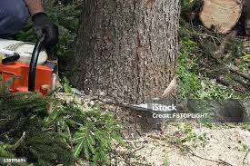 Seasonal Cleanup (Spring/Fall) in Lampasas, TX