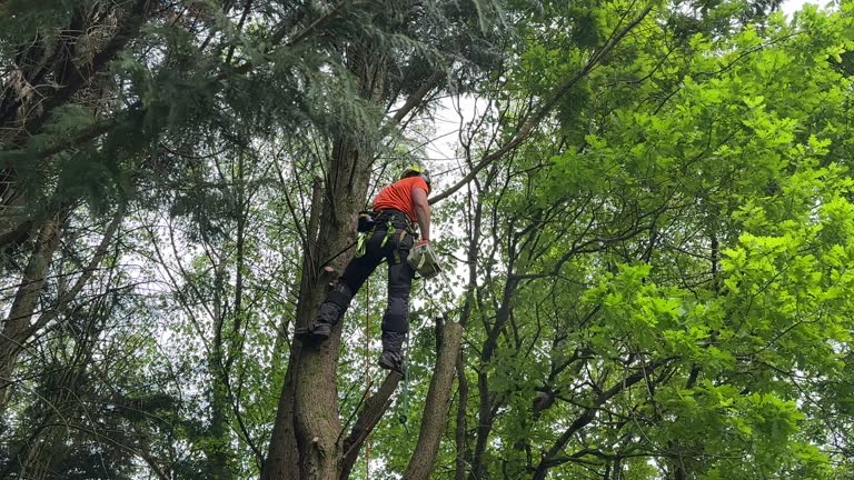 Best Commercial Tree Services  in Lampasas, TX