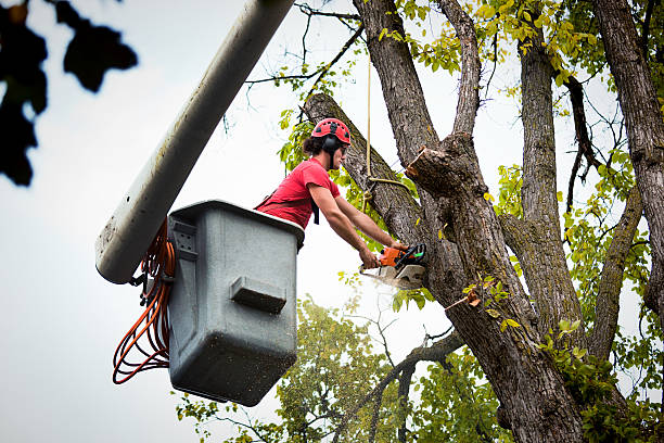 Best Leaf Removal  in Lampasas, TX